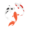 Koi
