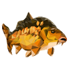 Carp polygon