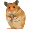 Hamster
