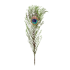 Peacock feather