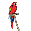 Macaw parrot
