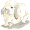 Lapins