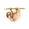 Sloth lazy lazy his gift