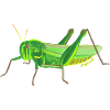 grasshopper