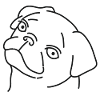 pug