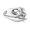 Teiú Lizard Skull - Encre