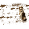 sherperd