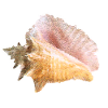 Conch