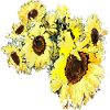 sunflowers