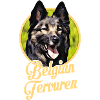 Belgian Shepherd Tervueren