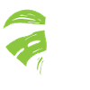 Monstera heart leaf