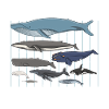 Whale species whale marine mammals