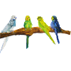 Budgerigars