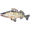 Pikeperch fish polygon
