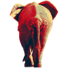 African elephant