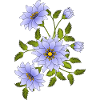 fleurs