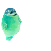 Seal | seals seals