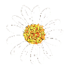 Daisy flower