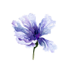 fleur