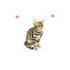 Bengal Cats