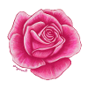 Rose pink red