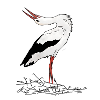 Stork