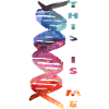 HUMAN DNA
