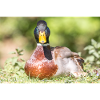 Male Mallard, wild duck (mallard)