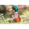 Male Mallard, wild duck (mallard)