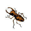 Insetti insetto scarabeo cervo insetti corna insetti
