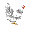 Crazy Chicken Lady