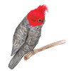 Cacatoès casque