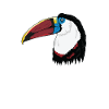 White-breasted toucan toucan bird