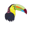 Toucan (Toucan) toucan bird