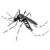 Mosquito