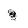 Ancient skull bone