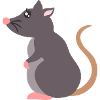 rat