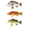 Illustration d'espèces de poissons