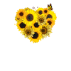 Sunflower heart