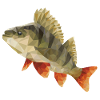 Perch fishing polygon