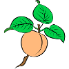 apricot