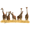 Giraffes