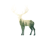 Jäger Hirsch Jagd Wald Geschenk