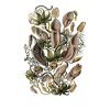 Venus flytray Carnivorous plant