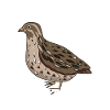 Wachtel Flüsterer