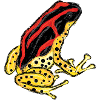 Baumsteigerfrosch Pfeilgiftfrosch PoisonDartFrog 7