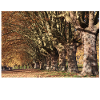 Sunlit plane tree alley
