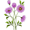 Bunte Blumen
