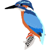 kingfisher