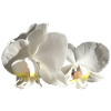 Orchidée blanche